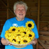 Sunflower Memories Thanet main crop