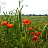 3 Roadside Flowers