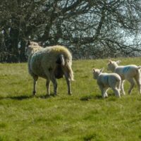 4 Lambs In March