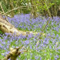 5 Bluebells Mid April