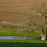 7 Pond And Tree