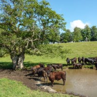 8 Cattle Near Acrise