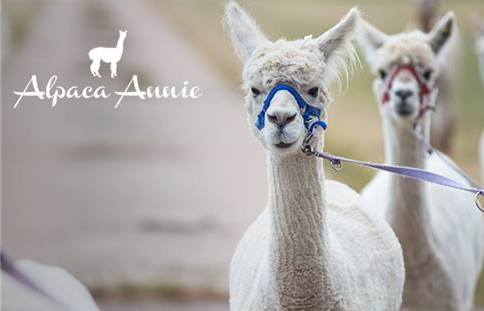 Alpaca Annie - Alpaca meet and greet for four