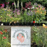 Beechbridge Plants