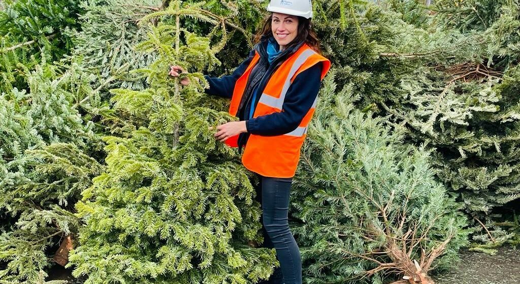 10. Tree Recycling Christmas Trees